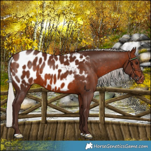 Horse Color:Silver Brown Blanket 