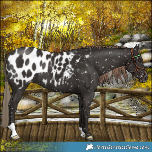 Horse Color:Liver Chestnut Near Leopard 