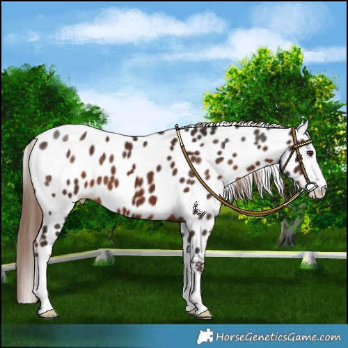 Horse Color:White Spotted Liver Chestnut Appaloosa