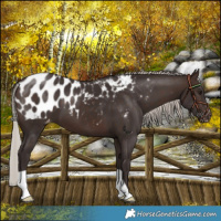 Horse Color:Silver Brown Blanket 