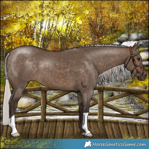 Horse Color:Silver Brown Dun 