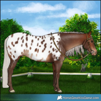 Horse Color:Silver Brown Blanket 