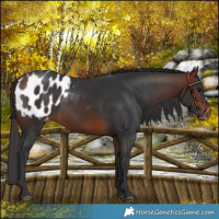 Horse Color:Bay Blanket 