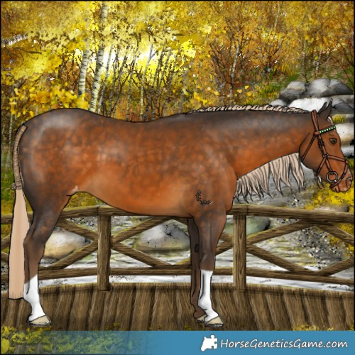 Horse Color:Chocolate Palomino Appaloosa 