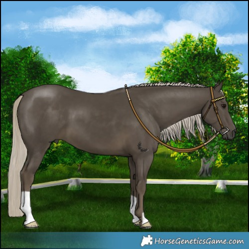 Horse Color:Silver Smoky Black 