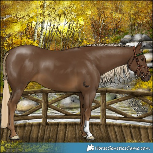 Horse Color:Chocolate Palomino 