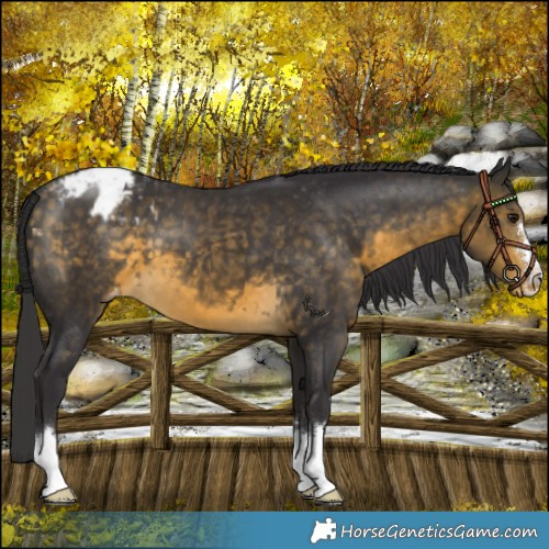 Horse Color:Buckskin Appaloosa 