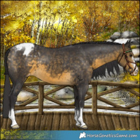 Horse Color:Buckskin Varnish 