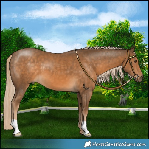 Horse Color:Chocolate Palomino 