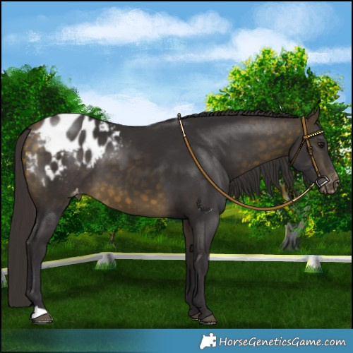 Horse Color:Buckskin Blanket