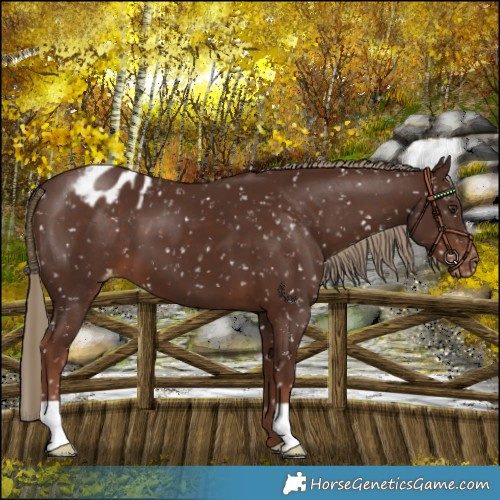 Horse Color:Liver Chestnut Snowflake Varnish