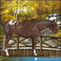 Horse Color:Liver Chestnut Snowflake Varnish 