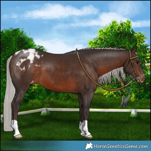 Horse Color:Silver Brown Appaloosa 