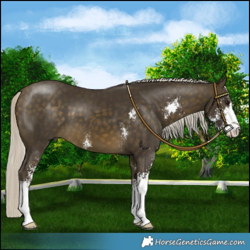 Horse Color:Silver Buckskin Sabino 