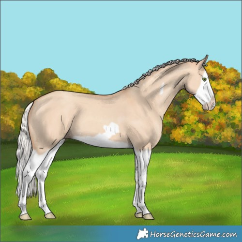 Horse Color:Silver Classic Champagne Dun Splash Frame 