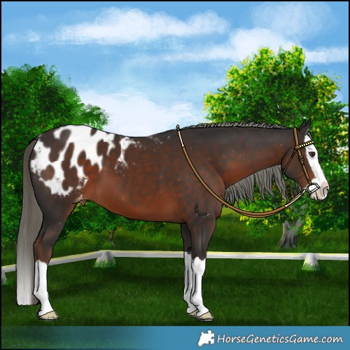 Horse Color:Liver Chestnut Mushroom Splash Blanket 
