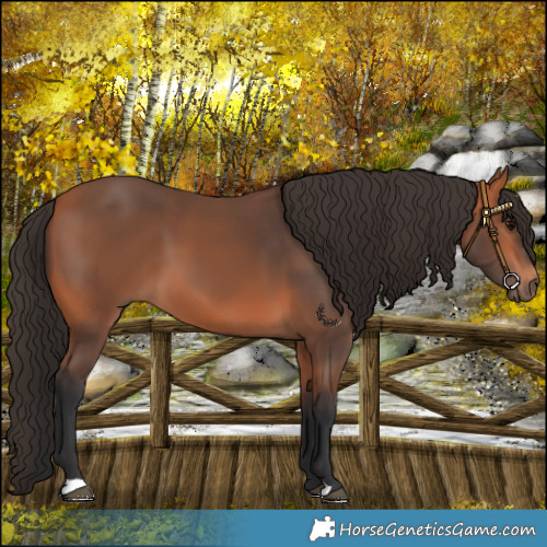 Horse Color:Bay Mushroom