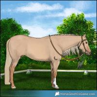 Horse Color:Red Dun Mushroom 