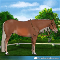 Horse Color:Chestnut Mushroom 