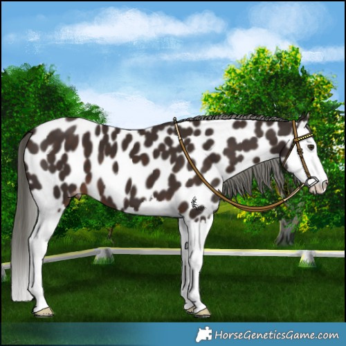 Horse Color:Liver Chestnut Mushroom Splash Near Leopard 