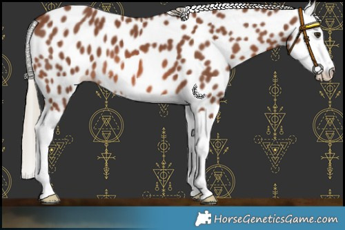 Horse Color:Chestnut Mushroom Splash Leopard 