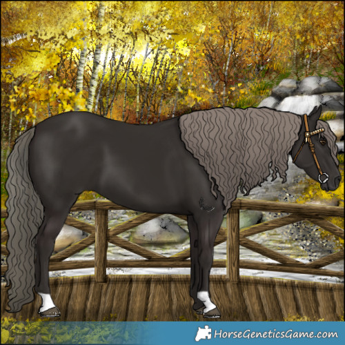 Horse Color:Liver Chestnut Mushroom 