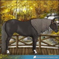 Horse Color:Liver Chestnut Mushroom 