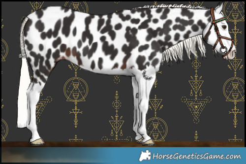 Horse Color:Liver Chestnut Mushroom Splash Appaloosa 