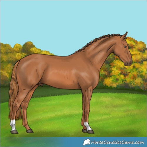 Horse Color:Chestnut 