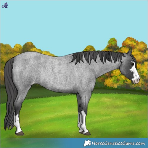 Horse Color:Blue Roan Appaloosa Rabicano