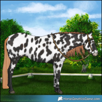 Horse Color:Liver Chestnut Near Leopard