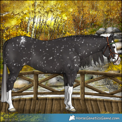 Horse Color:Smoky Black Splash Snowflake Varnish