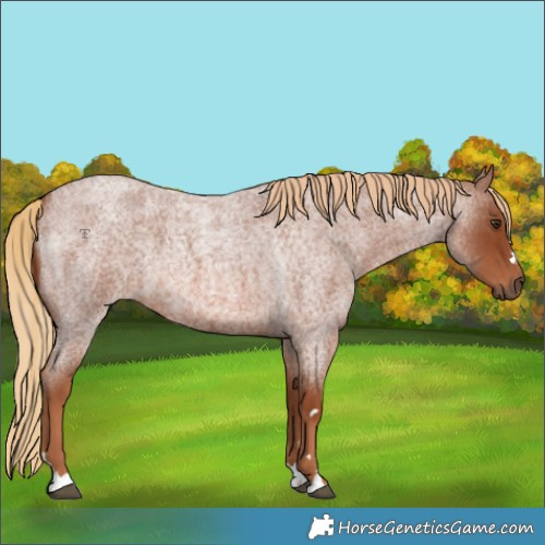 Horse Color:Red Roan 