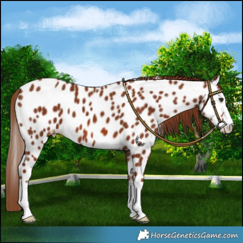 Horse Color:Chestnut Appaloosa 