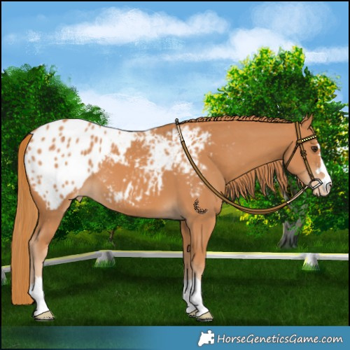 Horse Color:Chestnut Appaloosa 