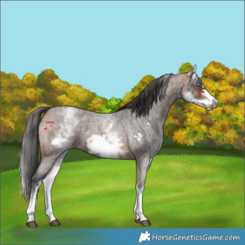 Horse Color:White Spotted Brown Roan Frame 