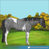 Horse Color:Blue Roan Tobiano 