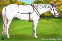 Horse Color:Gold Champagne Appaloosa