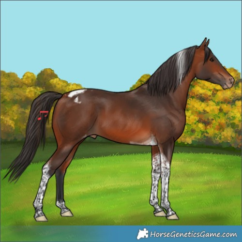 Horse Color:Bay Tobiano Varnish 