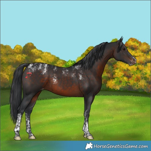 Horse Color:Powder White Brown Tobiano Varnish