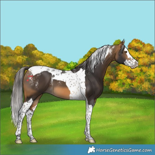 Horse Color:Powder White Buckskin Splash Tobiano 