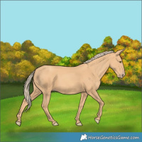Horse Color:Gold Champagne Rabicano 