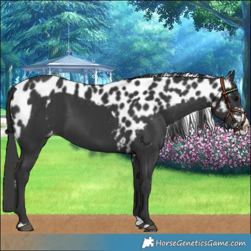 Horse Color:Black Splash Skewed LP Spotted