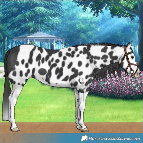 Horse Color:Black Splash Skewed LP Spotted