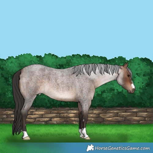 Horse Color:Bay Roan 