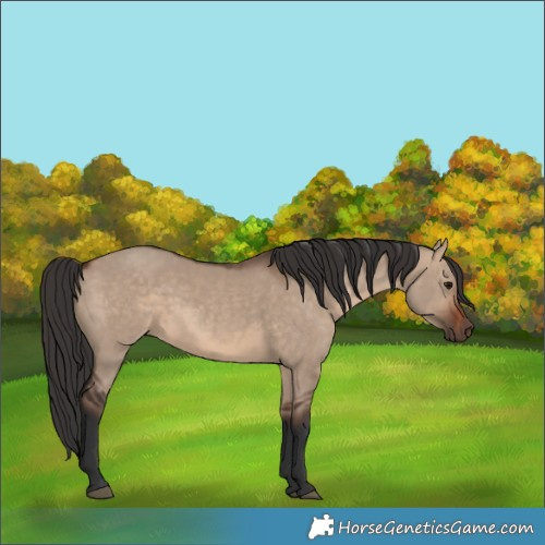 Horse Color:Brown Dun  and Brown Dun Rabicano 