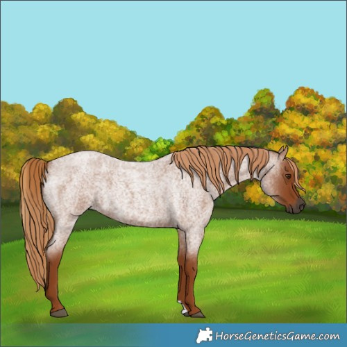 Horse Color:Gray Red Roan 