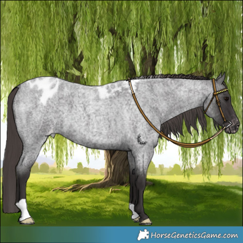 Horse Color:Smoky Blue Roan Skewed LP Spotted