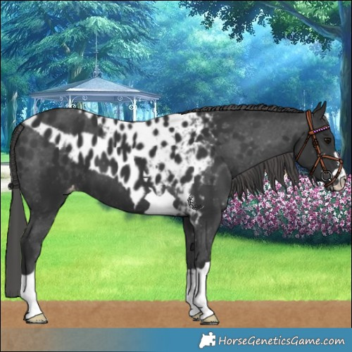 Horse Color:Black Skewed LP Spotted 