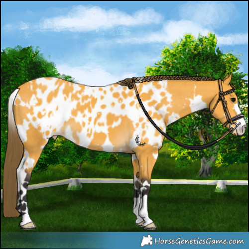 Horse Color:White Spotted Buckskin Skewed LP Spotted 